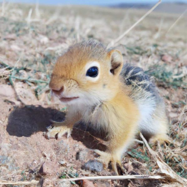 Ruyada Tavsan Yavrusu Gormek