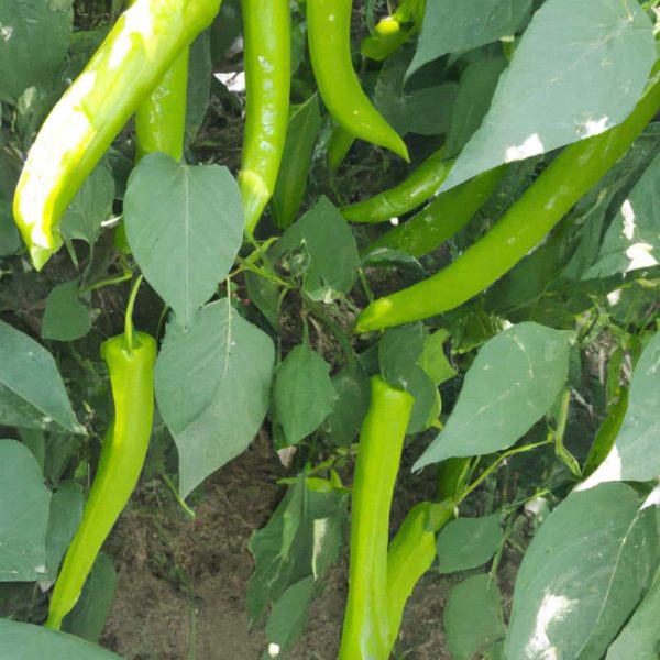 Ruyada Taze Yesil Biber Gormek