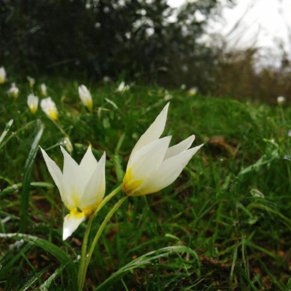 Ruyada Tespih Gormek