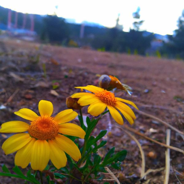 Ruyada Tilki Oldurmek