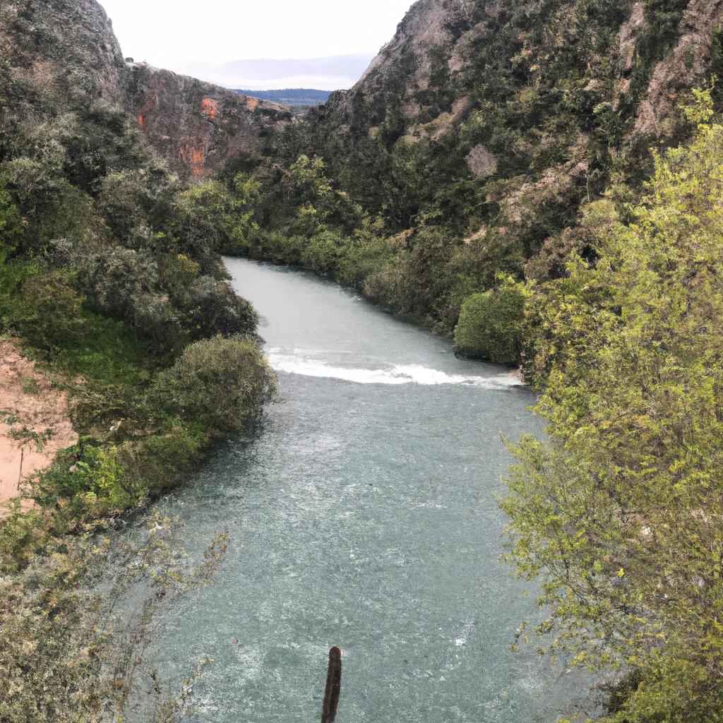 Ruyada Tras Olmak