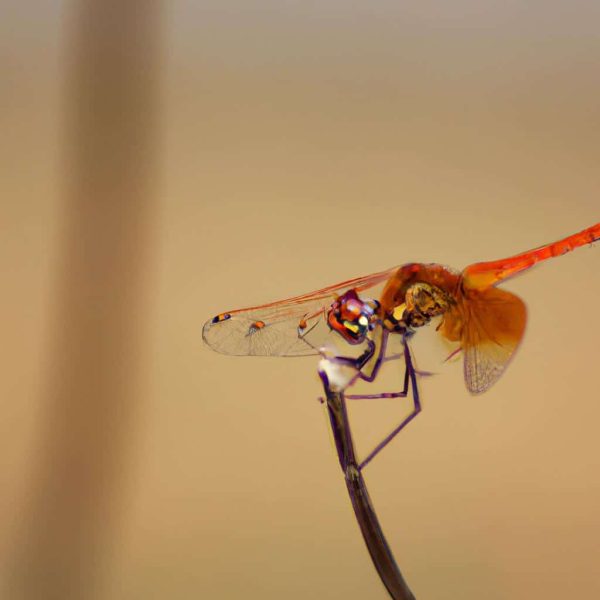 Ruyada Ucaga Bindigini Gormek