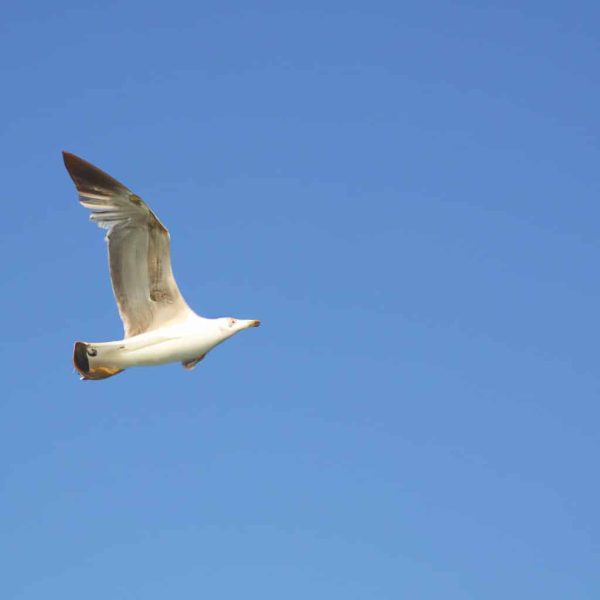 Ruyada Ucak Kacirmak