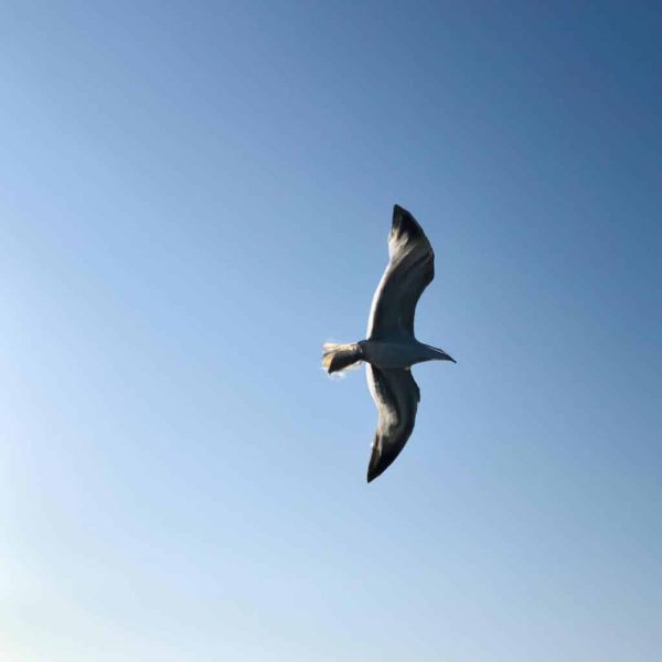 Ruyada Ucakla Seyahat Etmek