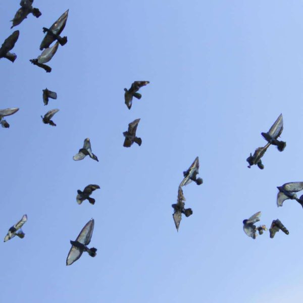 Ruyada Ucan Kuslar Gormek