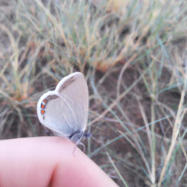 Ruyada Ucan Yilan Gormek