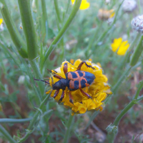 Ruyada Ugur Bocegi Gormek