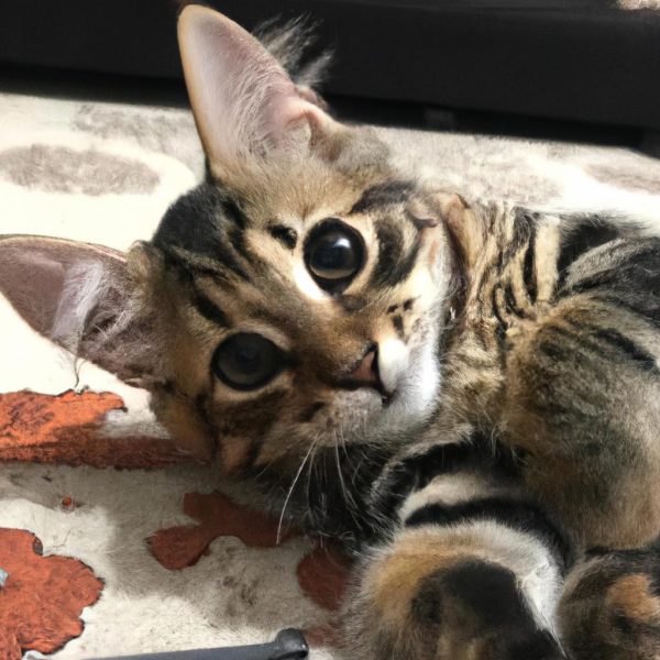 Ruyada Unlu Oyuncu Gormek