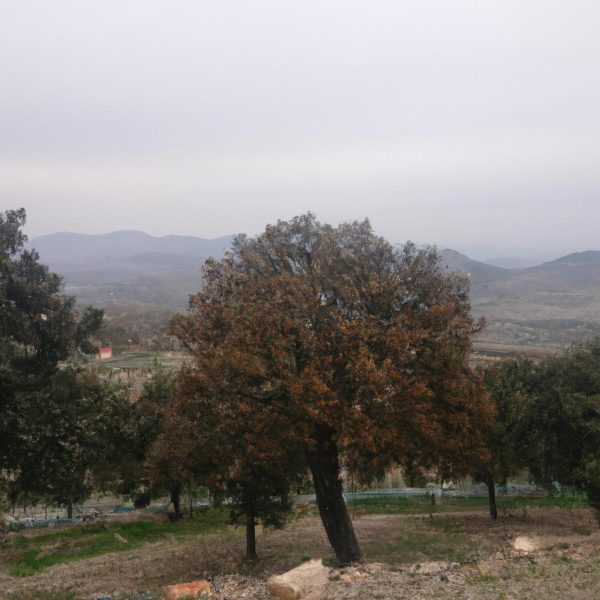 Ruyada Unluleri Gormek