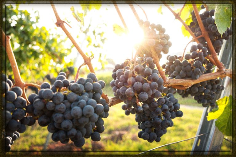 Rüyada Üzüm Görmek