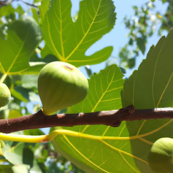 Ruyada Uzum Toplamak