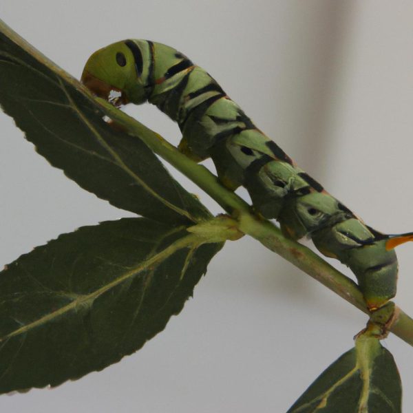 Ruyada Uzun Etek Giymek