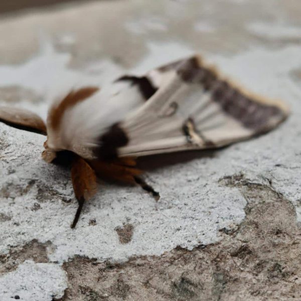 Ruyada Uzun Zamandir Gormedigin Birini Gormek