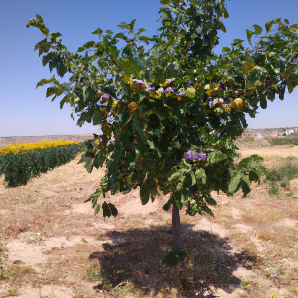 Ruyada Vefat Eden Dedeyi Gormek