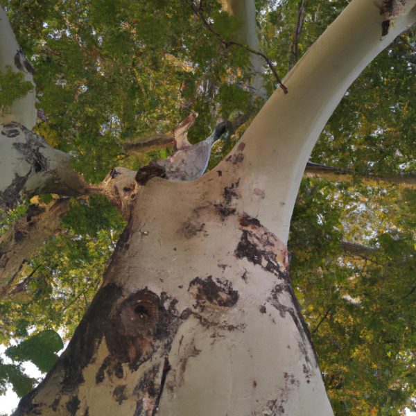 Ruyada Visne Agaci Gormek