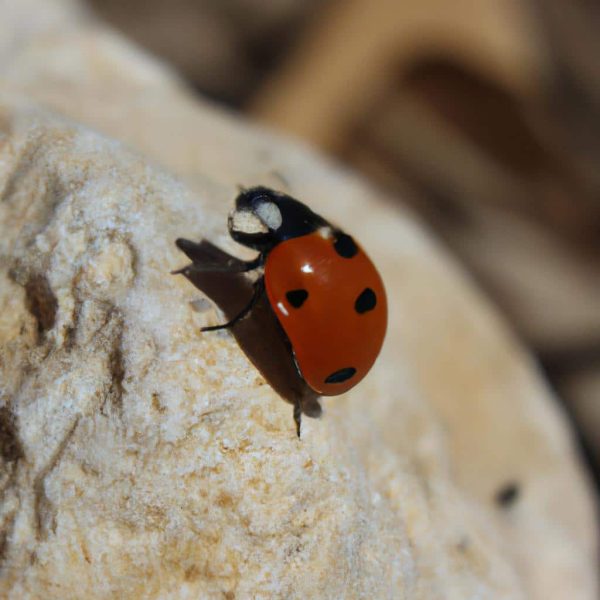 Ruyada Yabanci Dil Konusmak