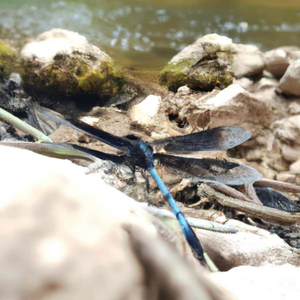 Ruyada Yangin Sondurme