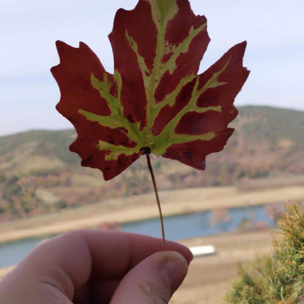 Ruyada Yaprak Sarmasi Gormek