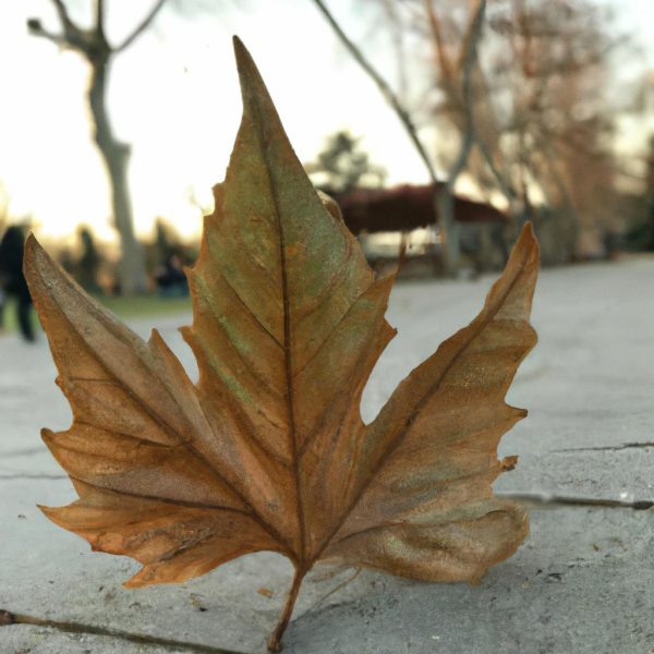 Ruyada Yaprak Toplamak