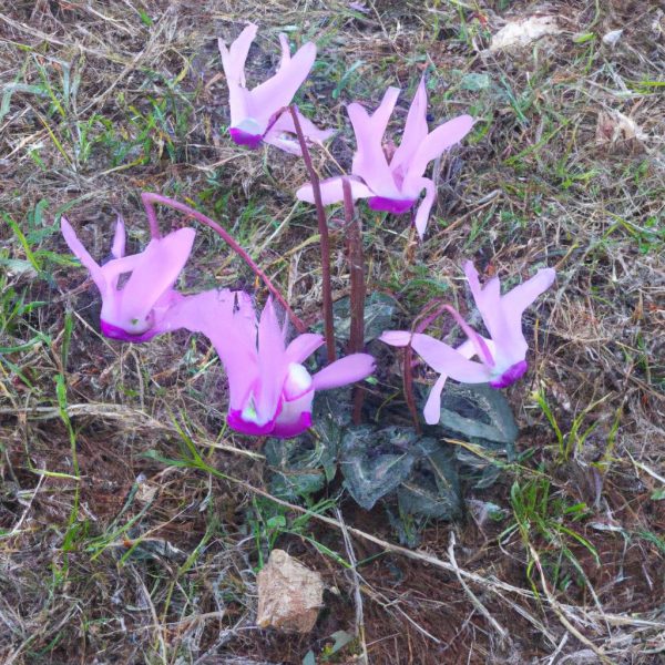 Ruyada Yardim Istemek