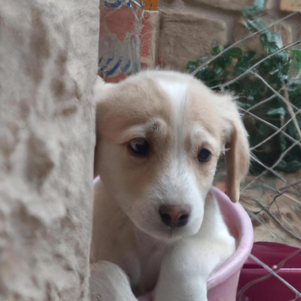 Ruyada Yavru Domuz Gormek