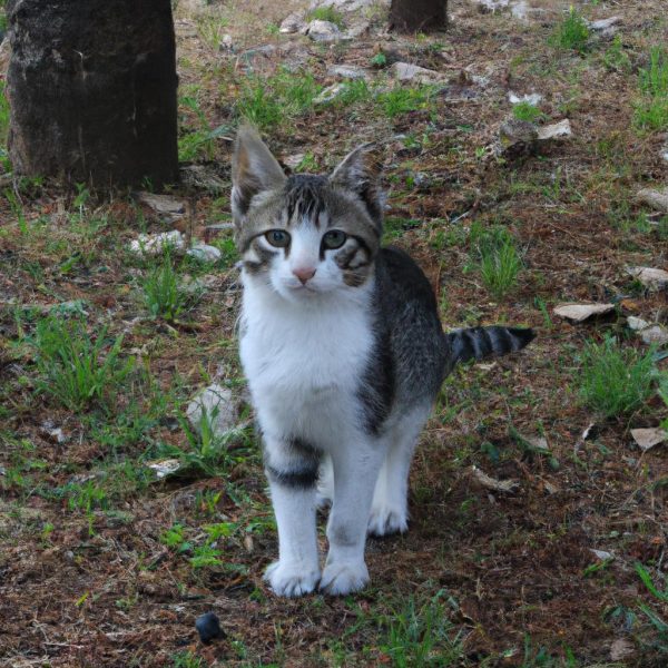 Ruyada Yavru Kedi Beslemek