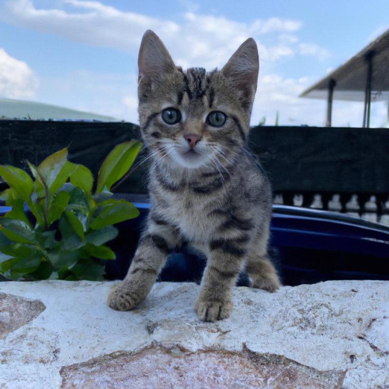 Ruyada Yavru Kedi Gormek Diyanet