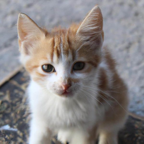 Ruyada Yavru Kedi Sevmek