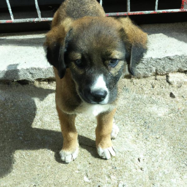 Ruyada Yavru Kopek Sahiplenmek