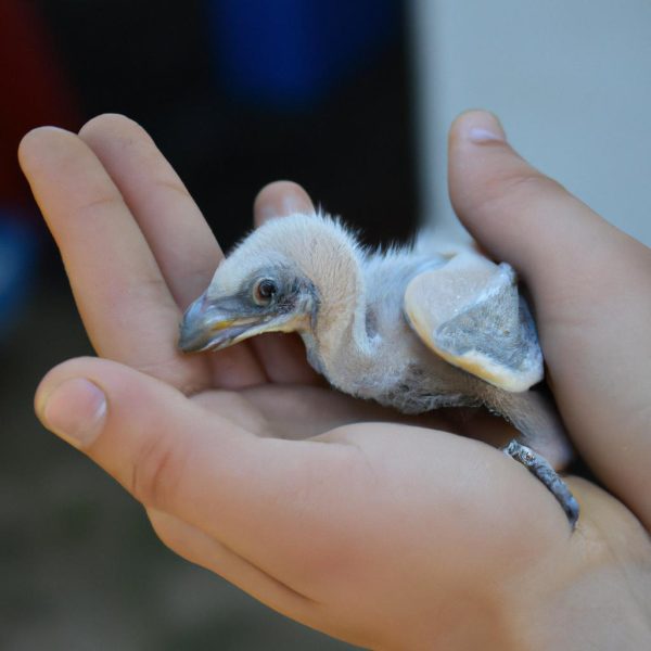 Ruyada Yavru Muhabbet Kusu Gormek