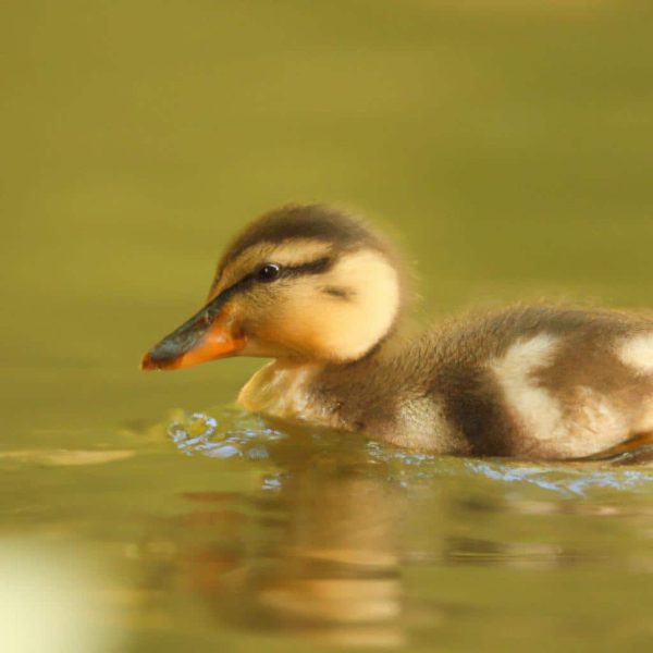Ruyada Yavru Ordek Gormek