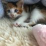 Ruyada Yeni Dogmus Kedi Gormek