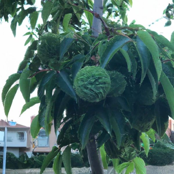 Ruyada Yesil Agac Gormek