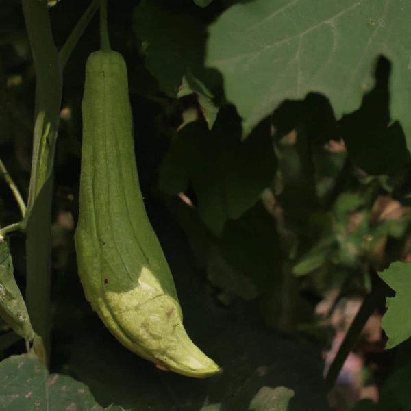 Ruyada Yesil Biber Toplamak