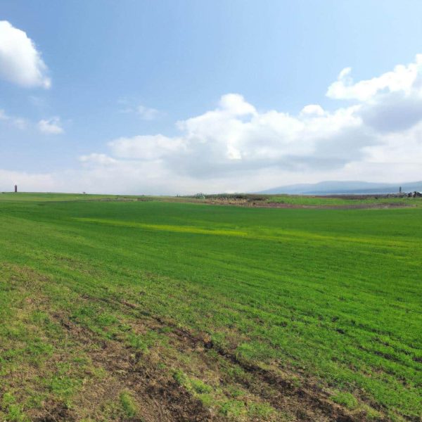 Ruyada Yesil Bugday Tarlasi Gormek