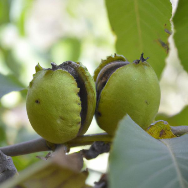 Ruyada Yesil Ceviz Toplamak