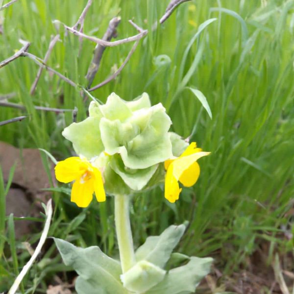 Ruyada Yesil Cicek Gormek