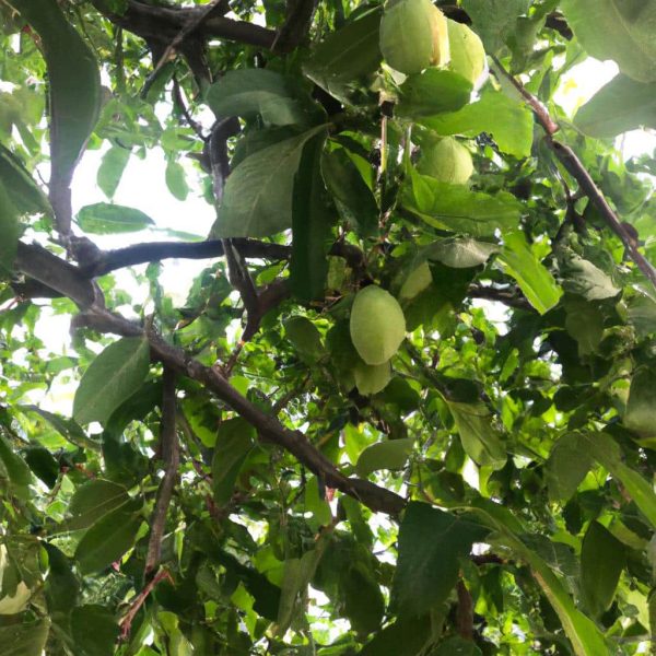 Ruyada Yesil Elma Agaci Gormek