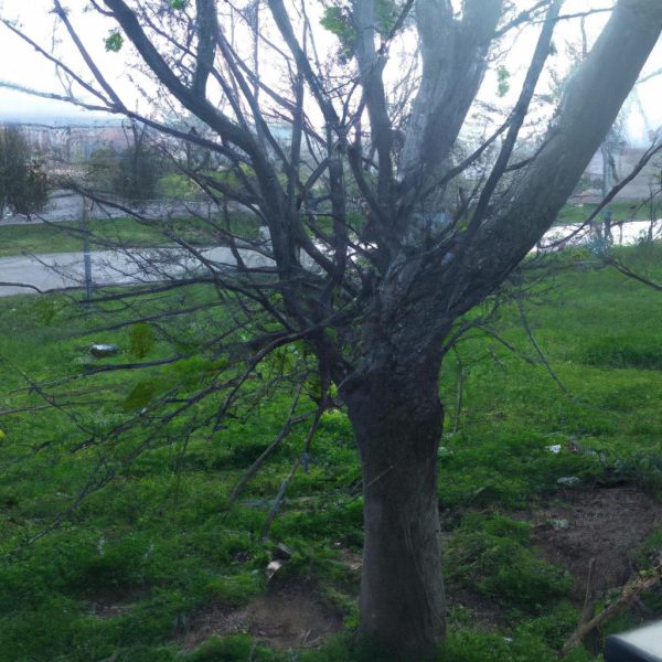 Ruyada Yesil Goz Gormek