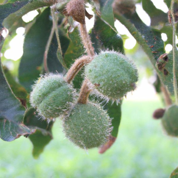 Ruyada Yesil Kabuklu Ceviz Toplamak