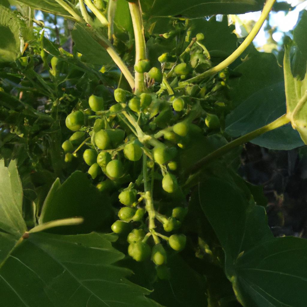 Ruyada Yesil Nane Gormek