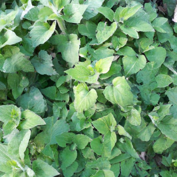 Ruyada Yesil Ot Gormek