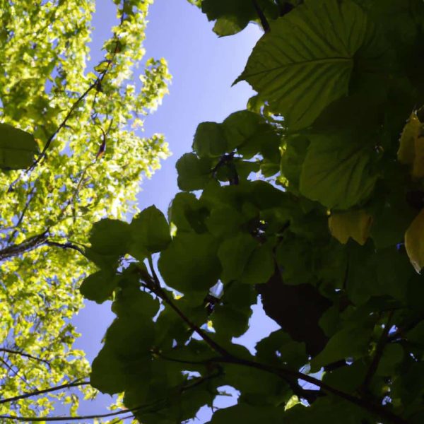 Ruyada Yesil Renk Gormek
