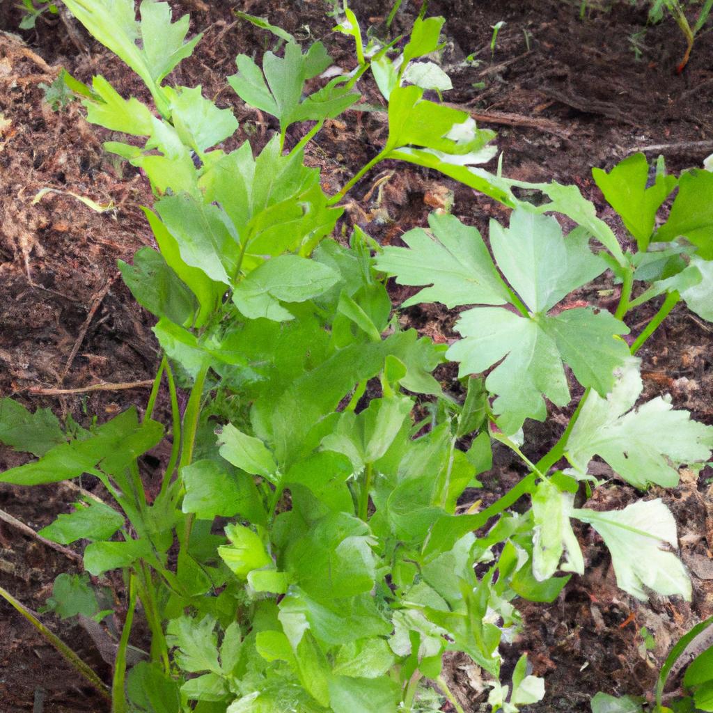 Ruyada Yesil Sebze Gormek