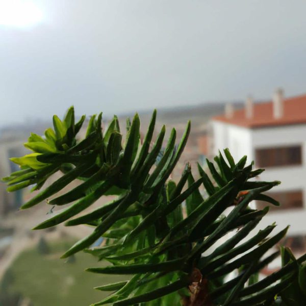 Ruyada Yesil Uzum Gormek