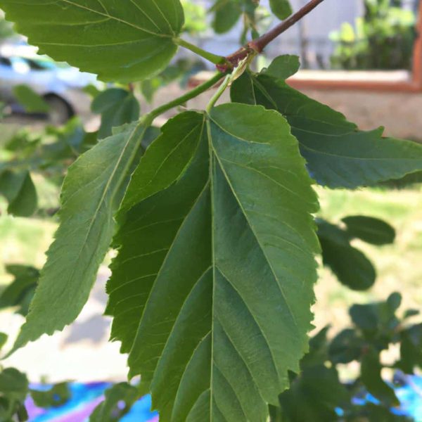 Ruyada Yesil Yaprak Gormek