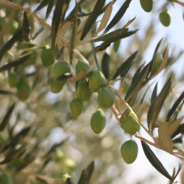 Ruyada Yesil Zeytin Toplamak