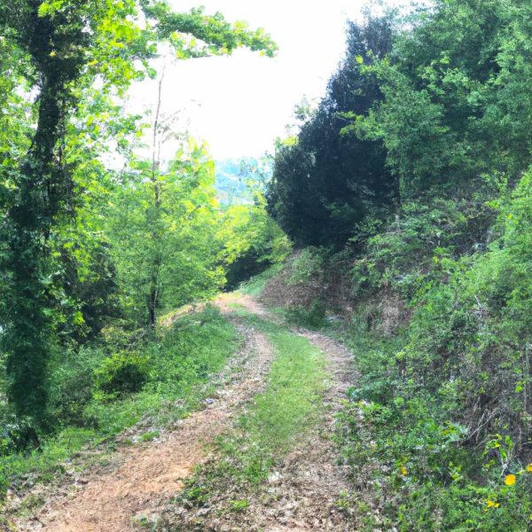 Ruyada Yesillikler Icinde Yurumek