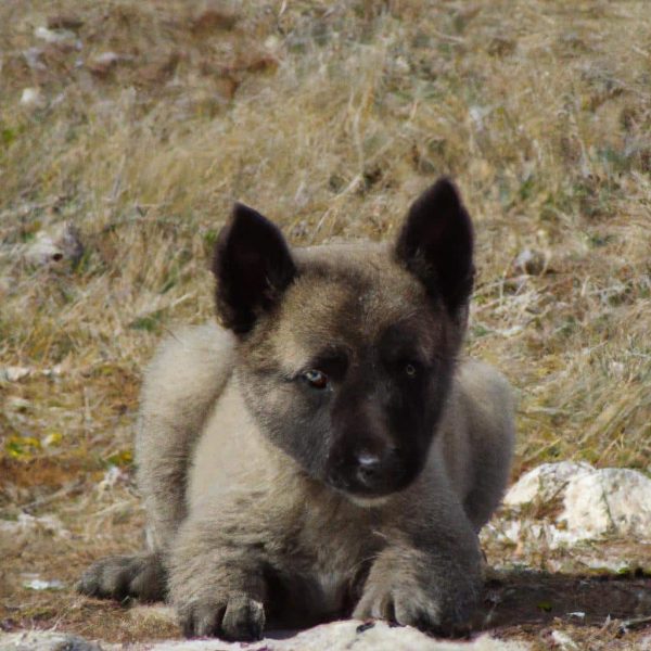 Ruyada Yilan Yavrusu Gormek