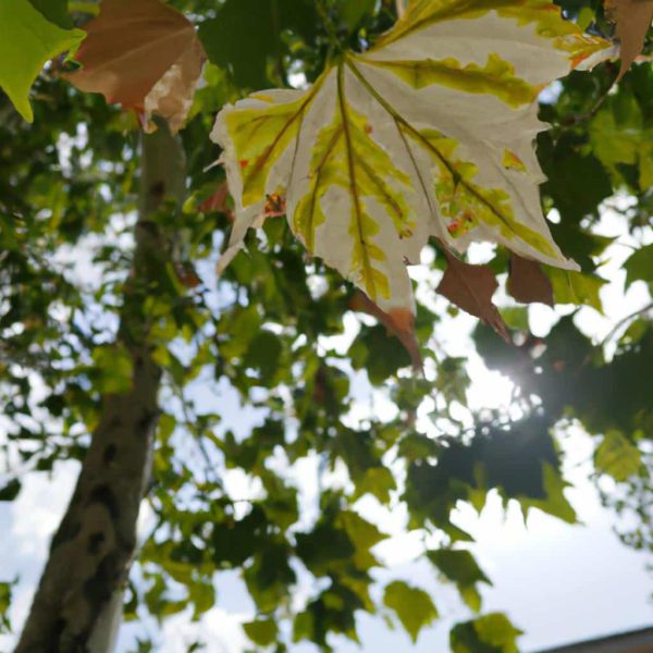 Ruyada Yun Gormek Ne Anlama Gelir